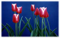 SL-05_Tulips-1.jpg