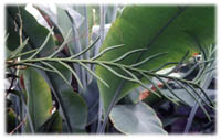 SL-11 Leaves-005.jpg